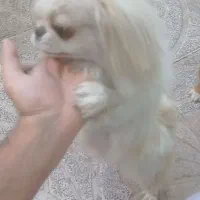 پیکینیز امپریال|سگ|ملایر, |دیوار