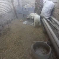 الحایی|حیوانات مزرعه|کرخه, |دیوار