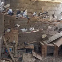 فروش کبوتر پرشی