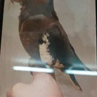 عروسی هلندی رقاص و طوطی برزیلی دستی