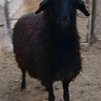 بره ماده سبک|حیوانات مزرعه|جوادآباد, |دیوار