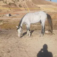 فروش اسب و یک کوره