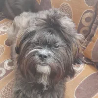 واگذاری رایگان سگ سه و نیم ساله