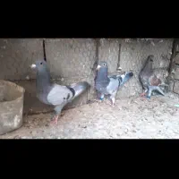کفترجوانه