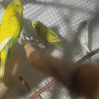 مرغ عشق بالغ