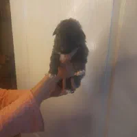 شیتزو تریر|سگ|کرج, کوی زنبق|دیوار