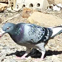 مگس غلط