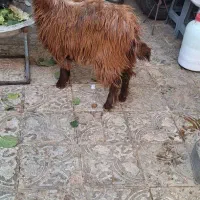 بزغاله مناسب