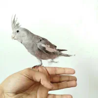 عروس هلندی وایت فیس جوجه|پرنده|رباط‌کریم, منجیل آباد|دیوار