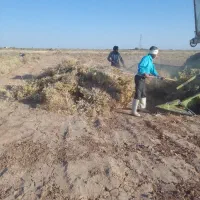 خار اگر کسی داره کمباین آماده کوبیدن