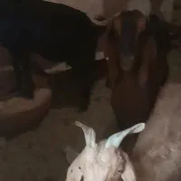 ۱۰ عدد بز اوستن به فروش میرس