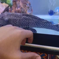 کت فیش لجن خوار اسپرت|ماهی|شیراز, پودنک|دیوار