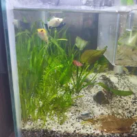 2 تا اکواریوم پلنت