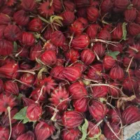 چای ترش (چای حمر)