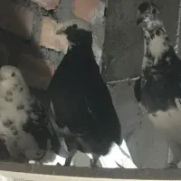 کبوتر نر گجل