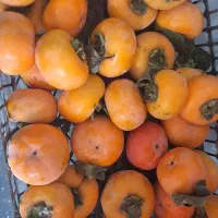 خرمالو ارگانیک|خوردنی و آشامیدنی|رشت, بوسار|دیوار