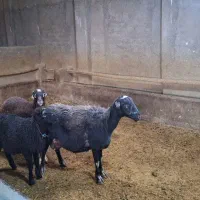 میش و بره دوقلو|حیوانات مزرعه|بروجرد, |دیوار