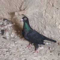 نر وماده زرد وسرخ کرمانی باماده زاغ کرمانی|پرنده|جزنیک, |دیوار