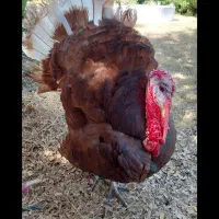 نر بوقلمون بورن بورن