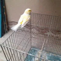 قناری گلستر معاوضه|پرنده|کرمان, |دیوار