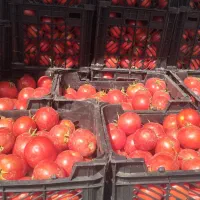 گوجه رب گوشتدار (قزوین)تحویل درب منزل