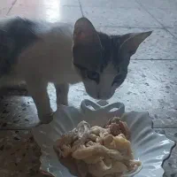 گربه خانگی گمشده|حیوانات|اهواز, گلستان|دیوار