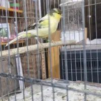 قناری گلاستر|پرنده|جیرفت, |دیوار