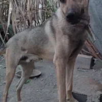 سگ نگهبانی قیمت 10میلیون فوری