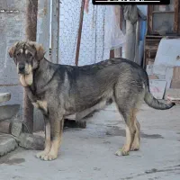 ظالم پسر سلطان