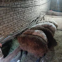 بره قیمت بازار