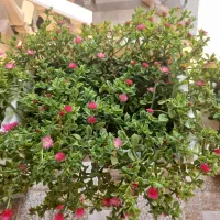 گل و گیاه و زیبا و دیدنی میدم