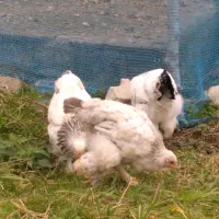 بخاطر نداشتند جا میفروشم