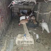 بوقلمون نر|حیوانات مزرعه|مهریز, |دیوار