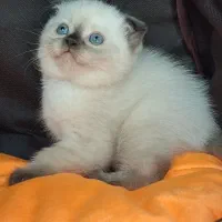 بچه گربه اسکاتیش قندون