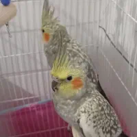 عروس هلندی ماده