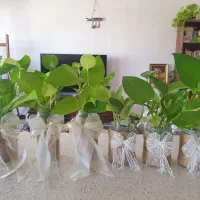 ۶ عدد گلدان شیشه ای کنفی همراه با گل