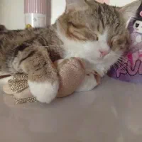 واگذاری گربه رایگان|گربه|بیرجند, |دیوار