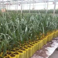 نخل مجول مراکشی اصل|خدمات باغبانی و درختکاری|سراوان, |دیوار