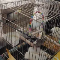 عروس هلندی|پرنده|کرج, حصارک بالا|دیوار