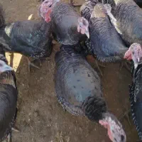 بوقلمون ماده