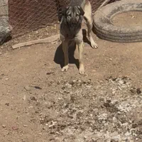 سگ نژاد. پژدر