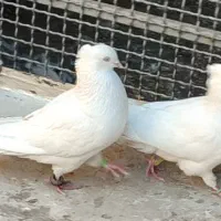 سفید اراکی اصل