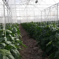 اجاره گلخانه 4000متری صیفی جات صنعتی|اجارهٔ دفتر صنعتی، کشاورزی، تجاری|اصفهان, آبشار|دیوار