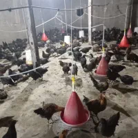 بوقلمون کشتاری مرغ خروس|حیوانات مزرعه|قنوات, |دیوار