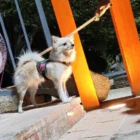 پامر روباهی