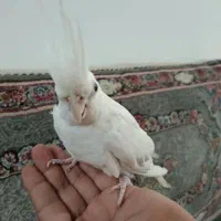 ماده عروس هلندی آلبینو چشم قرمز تاج پرنسس