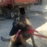 سگ ماده نژاد مالنیوز