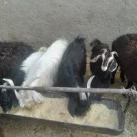 بزغاله|حیوانات مزرعه|شاهدشهر, |دیوار