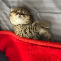 گربه اسکاتیش|گربه|تهران, گلستان (شهرک راه آهن)|دیوار