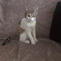 واگذاری رایگان بچه گربه ماده دی اس اچ|گربه|شیراز, فلکه گاز|دیوار